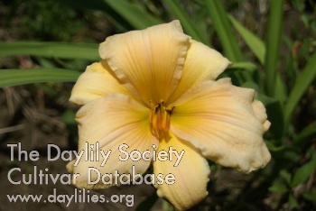 Daylily Maybe So